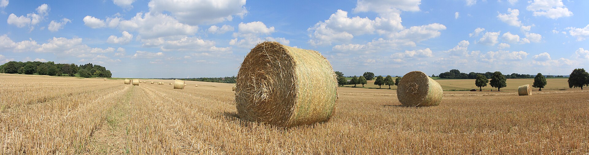 Kornfeld im Sommer kurz vor der Ernte