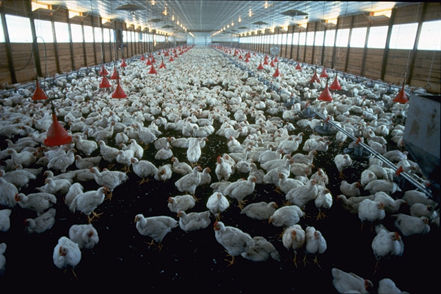 Außenansicht eines landwirtschaftlichen Maststalls